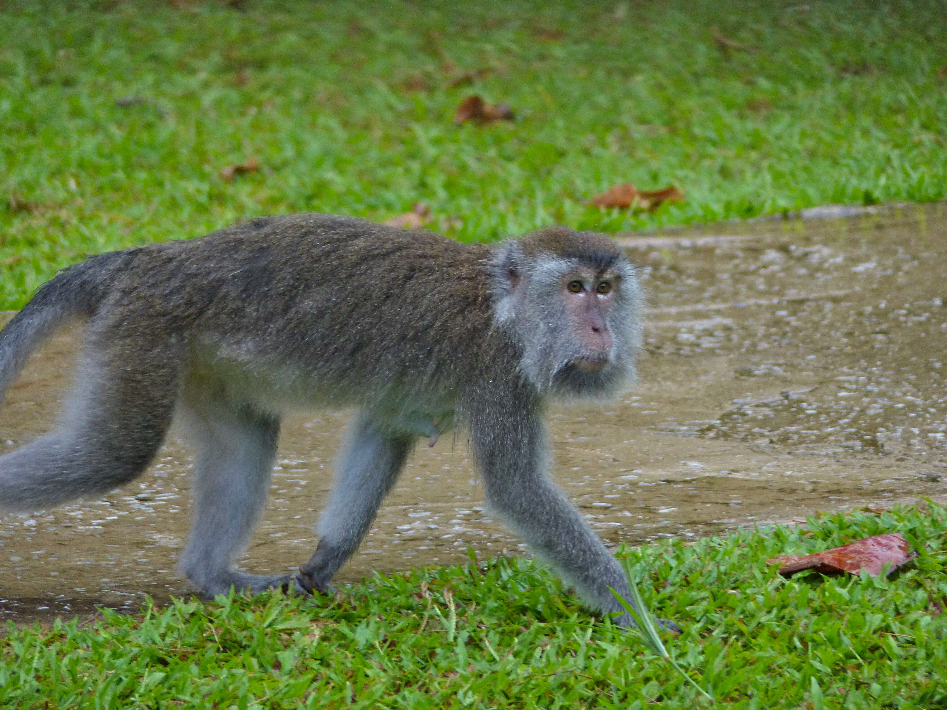 Image of macaques