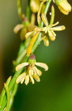 Image of Gonocarpus pithyoides Nees