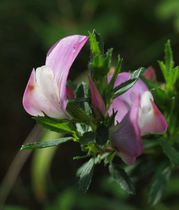 Image of restharrow