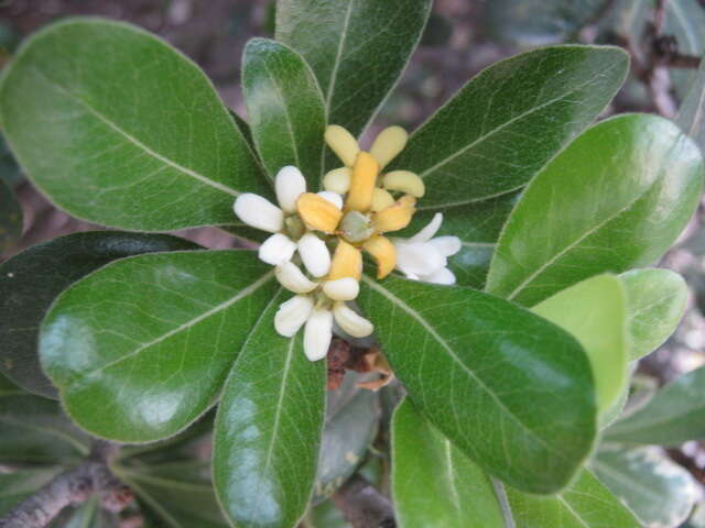 Image de Pittosporum tobira (Murray) Aiton fil.