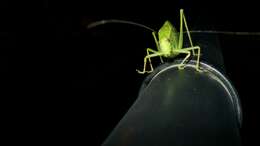 Image of Angle-wing Katydids