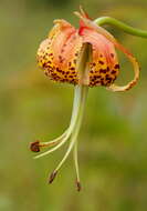 Image of Carolina lily