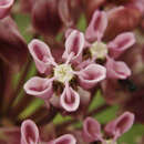 Image of prairie milkweed