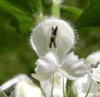 Image of deadnettle