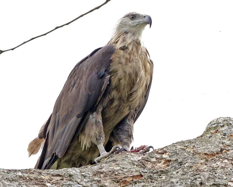 Image of Sea eagles