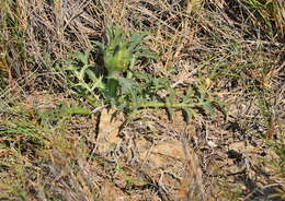 Sivun Asteraceae kuva