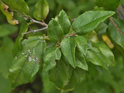 Image de Sageretia minutiflora (Michx.) Trel.