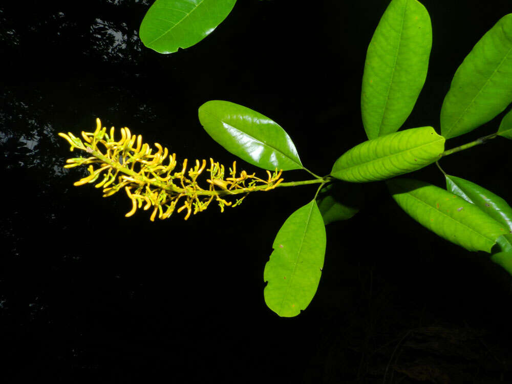 Image of Vochysia guatemalensis J. D. Smith