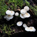 Sivun Mycena yirukensis Grgur. 1995 kuva