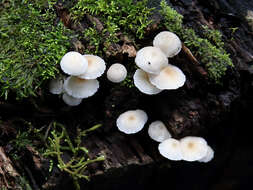 Sivun Mycena yirukensis Grgur. 1995 kuva