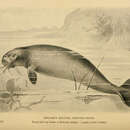 Image of Steller's sea cow