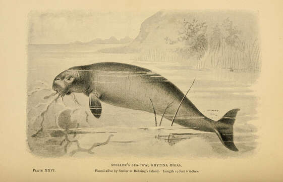 Image of Steller's sea cow