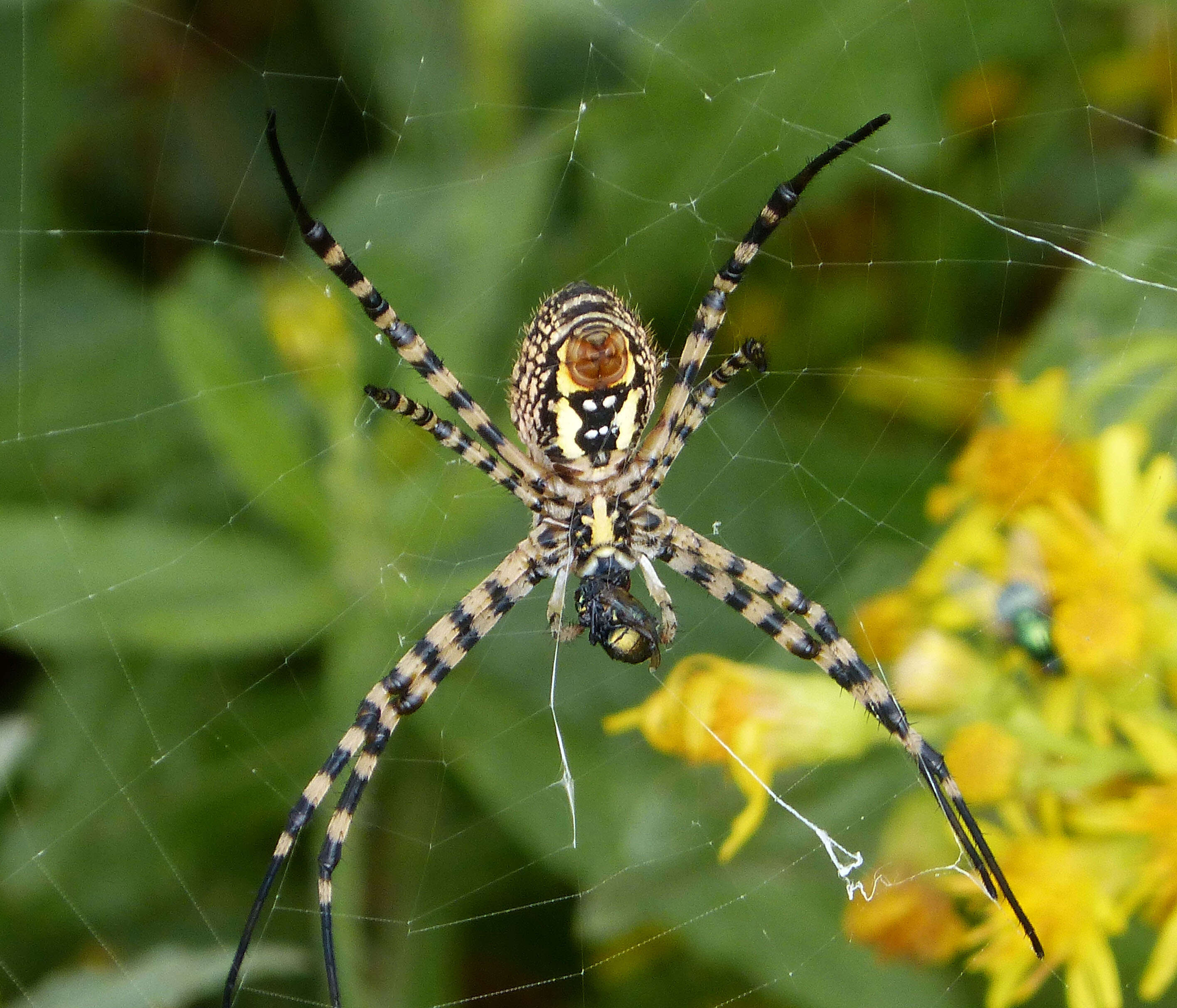 Imagem de Argiope bruennichi (Scopoli 1772)