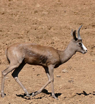 Image of Springbok