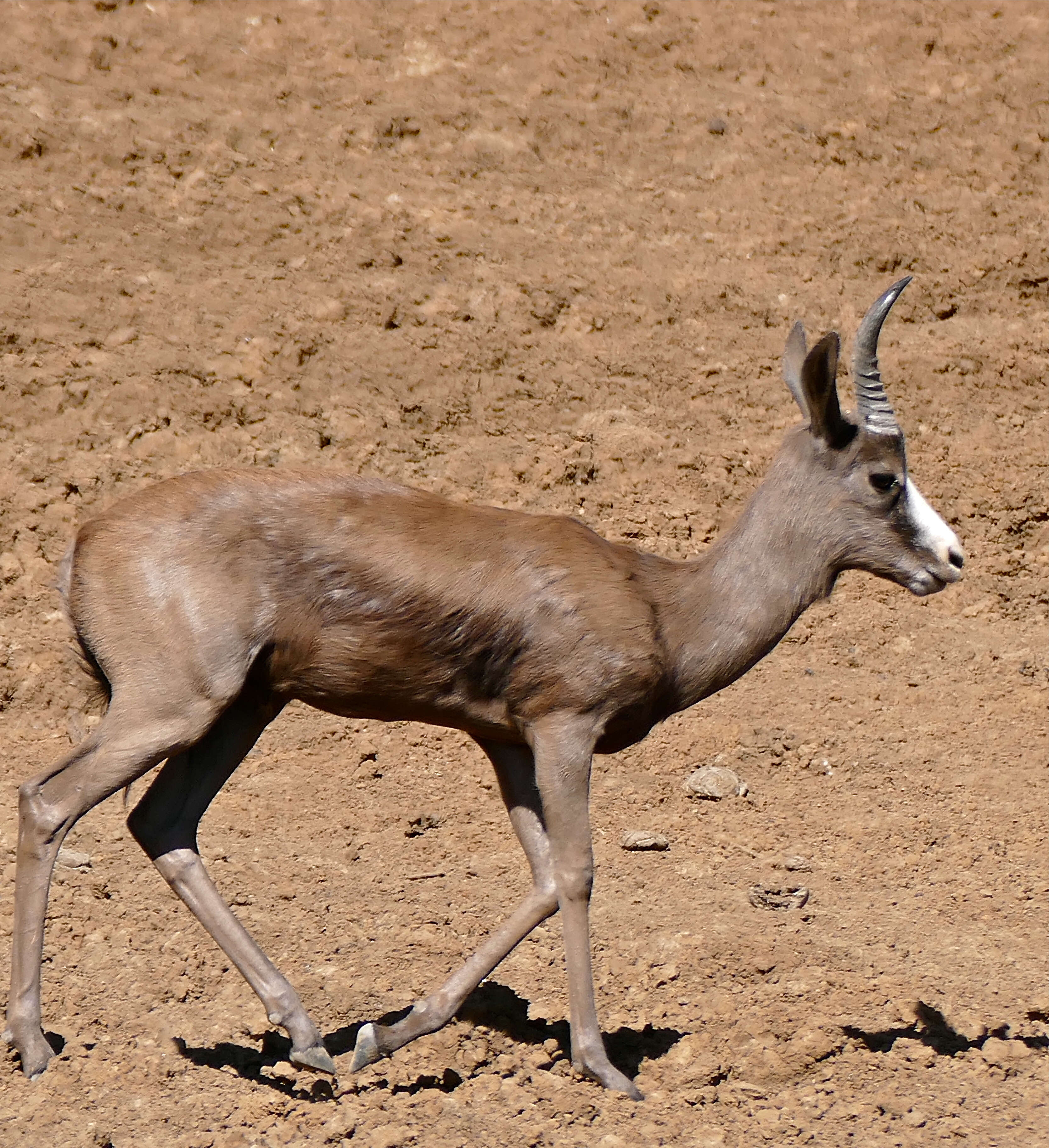 Image of Springbok