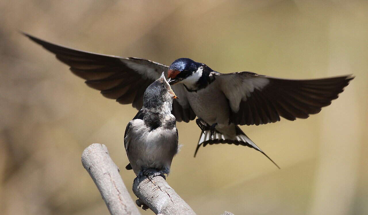 Image of White-throated Swallow