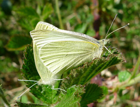 Image of small white