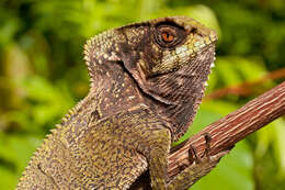 Image of helmet lizards