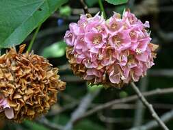 Image of Dombeya