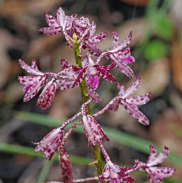 Image of Blotched hyacinth-orchid