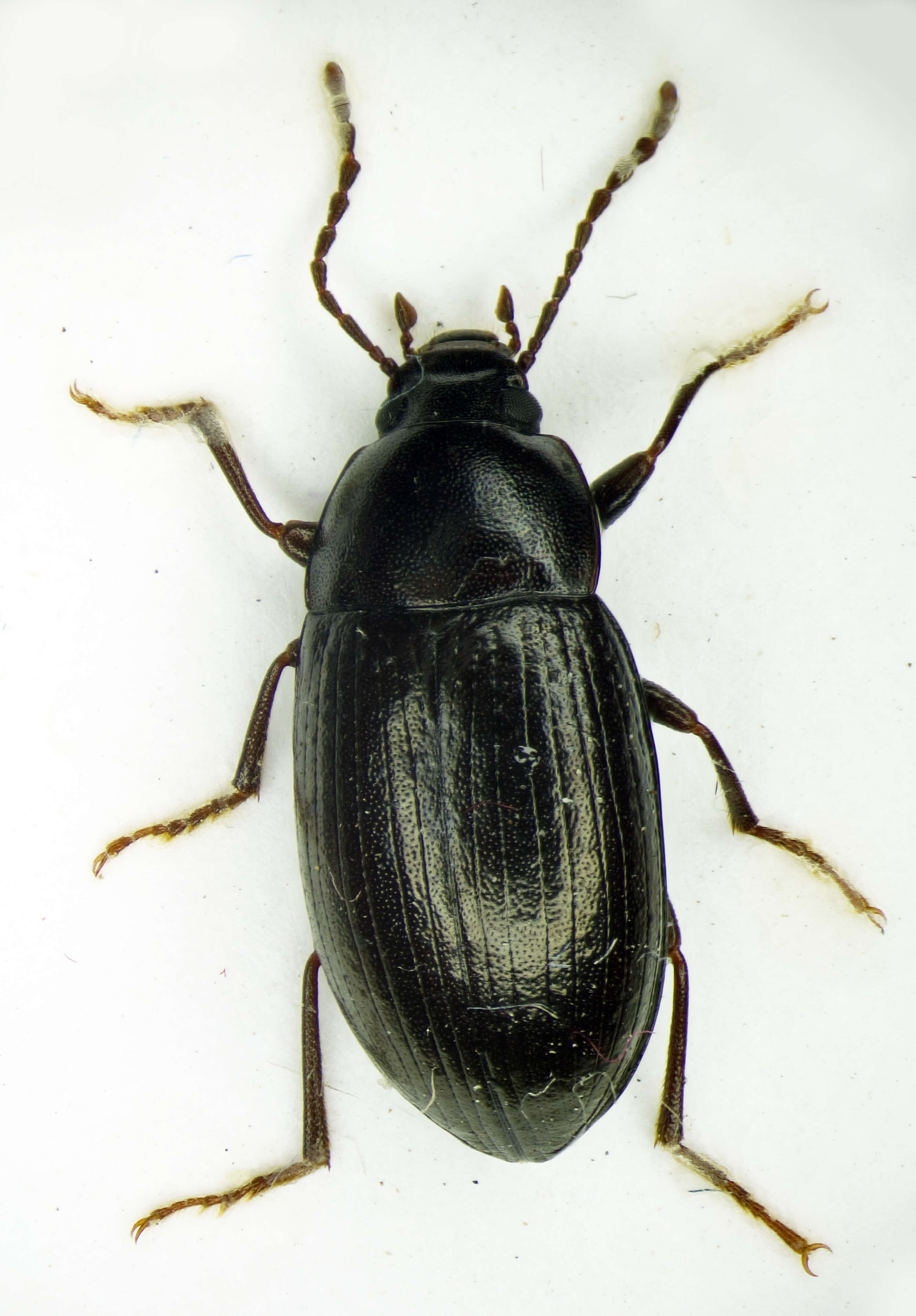 Image of Cylindronotus