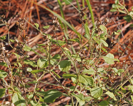 Imagem de Psoralea canescens Michx.