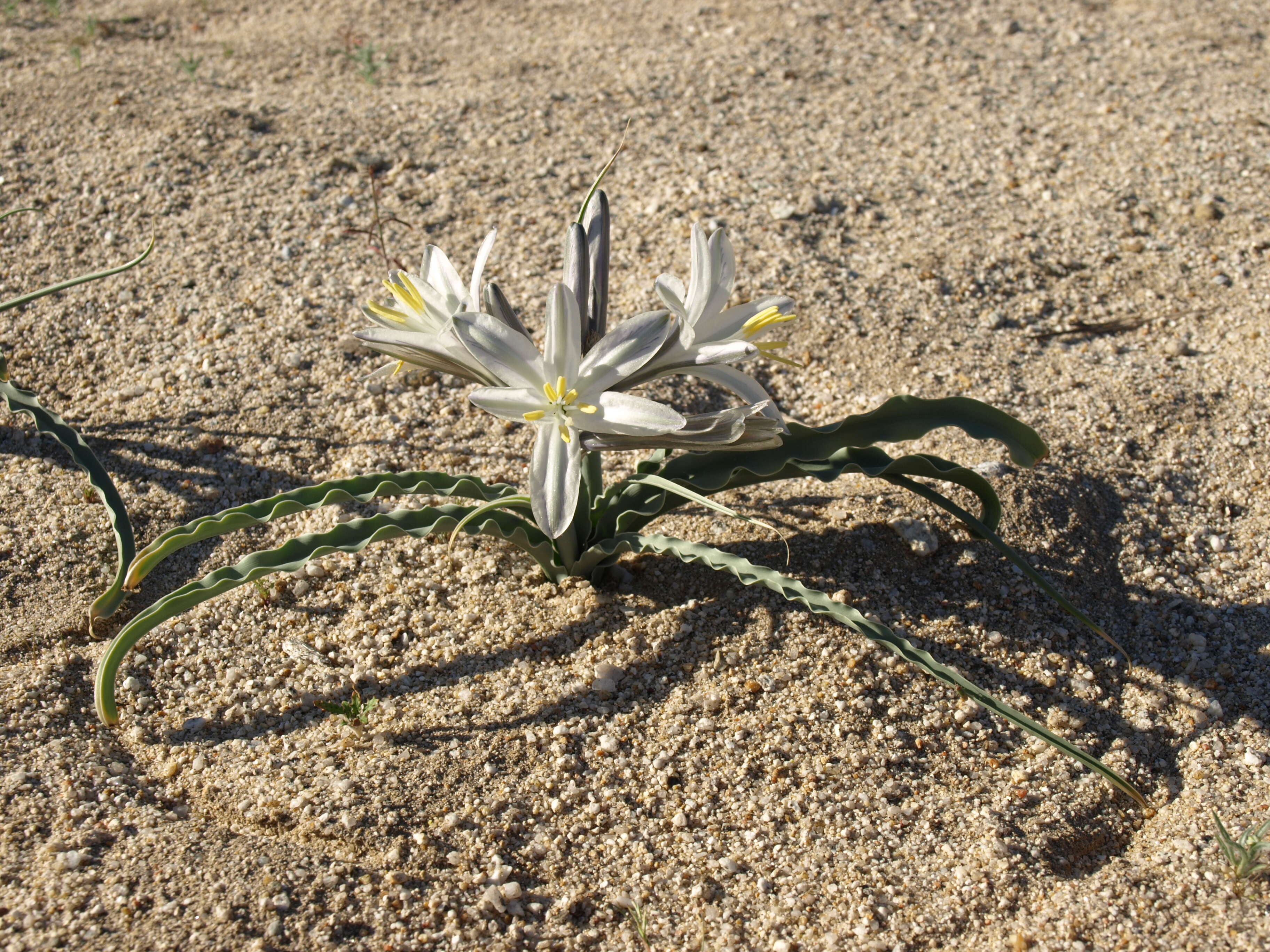 Image of desert lily