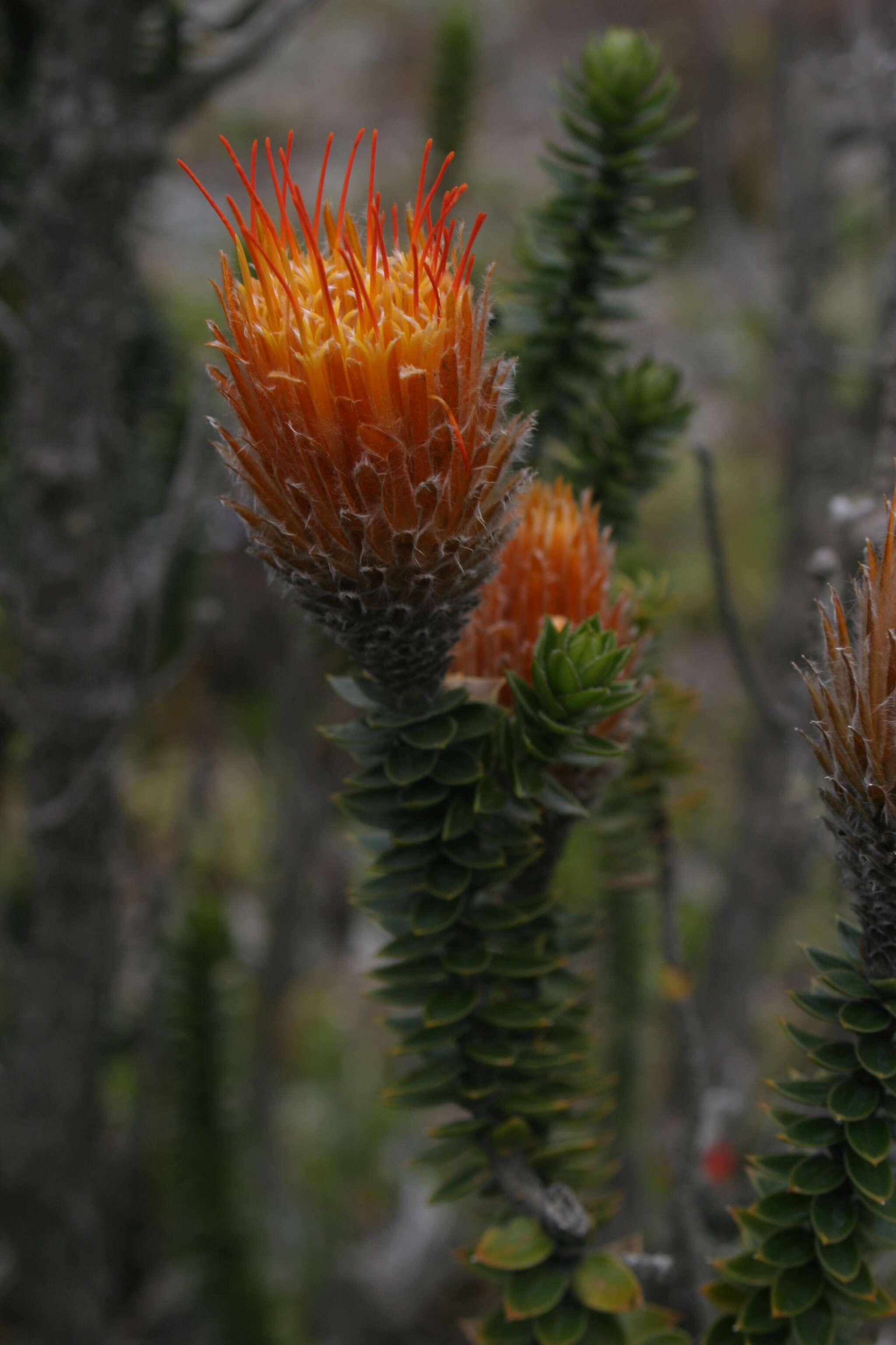 Image of Chuquiraga jussieui J. F. Gmel.