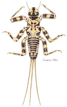 Image of Drunella pelosa (Mayo 1952)