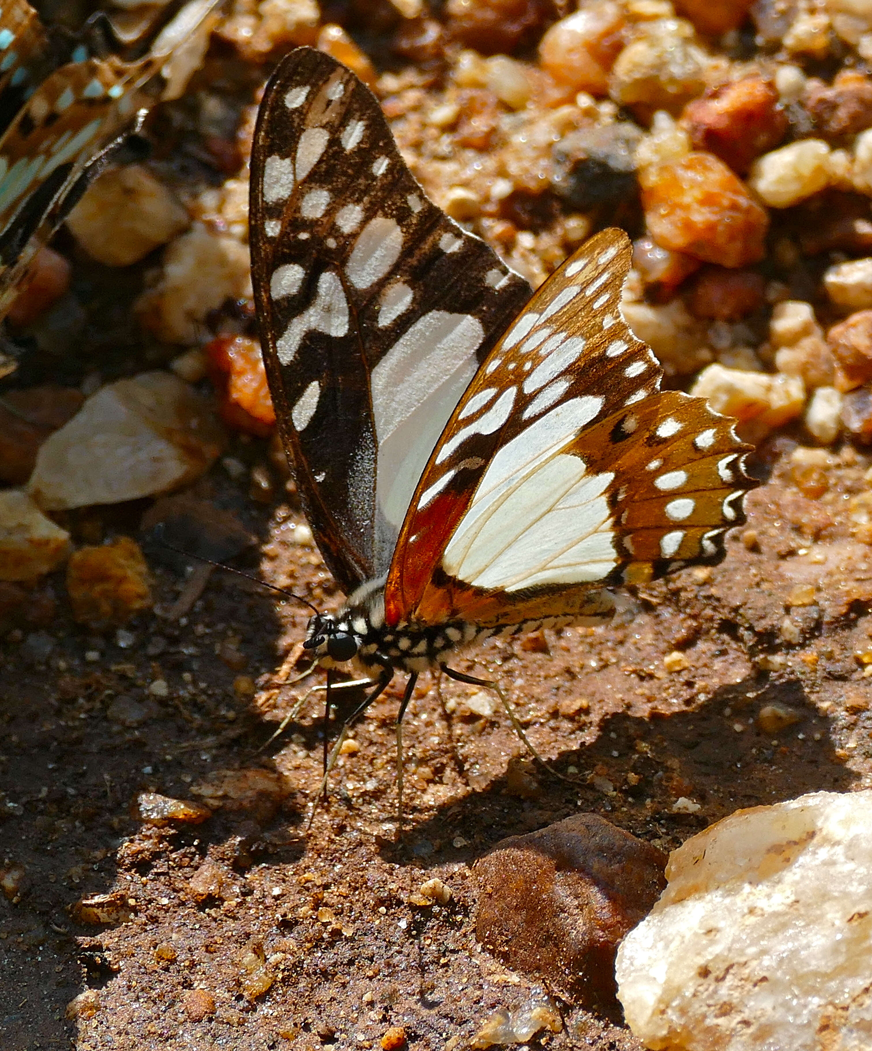 Image de Graphium angolanus (Goeze 1779)