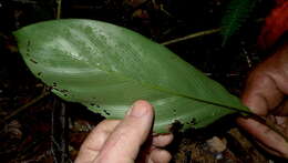 Image de Goeppertia brasiliensis (Körn.) Borchs. & S. Suárez