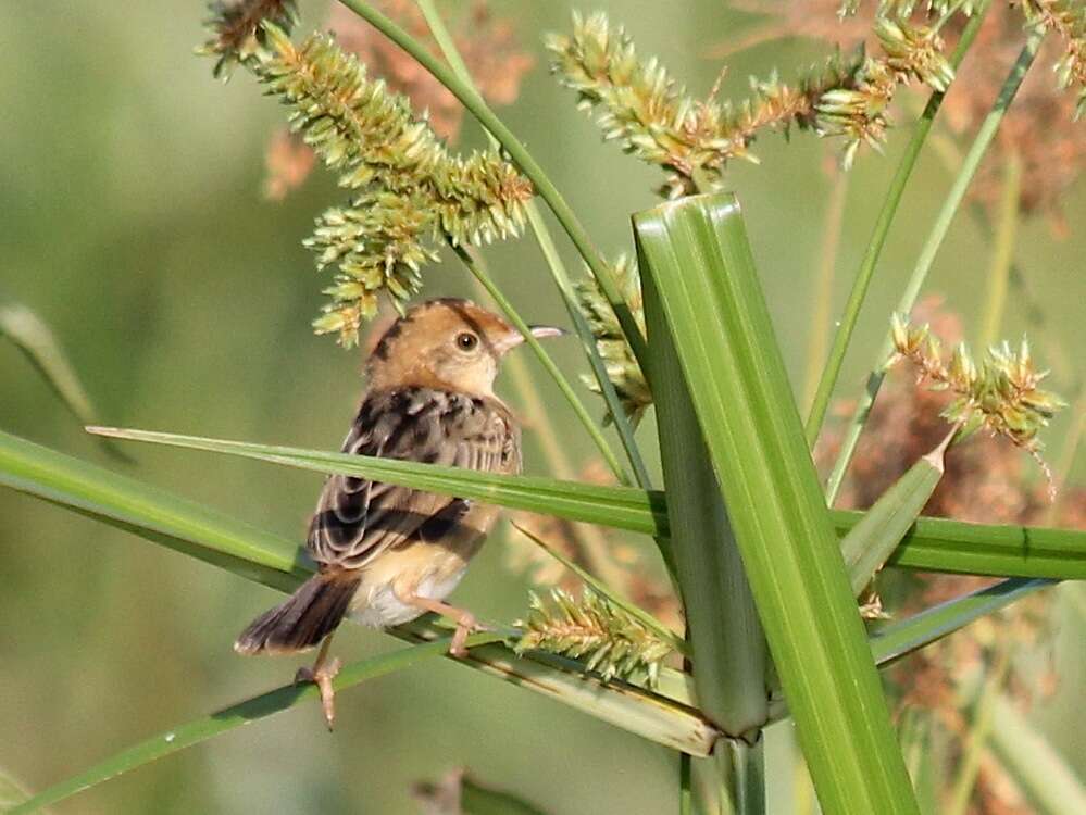 Image of Cisticola Kaup 1829