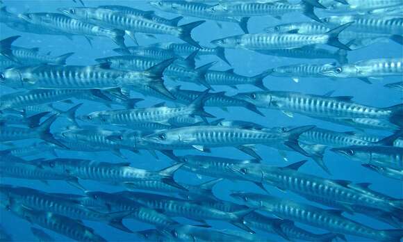 Image of Blackfin barracuda