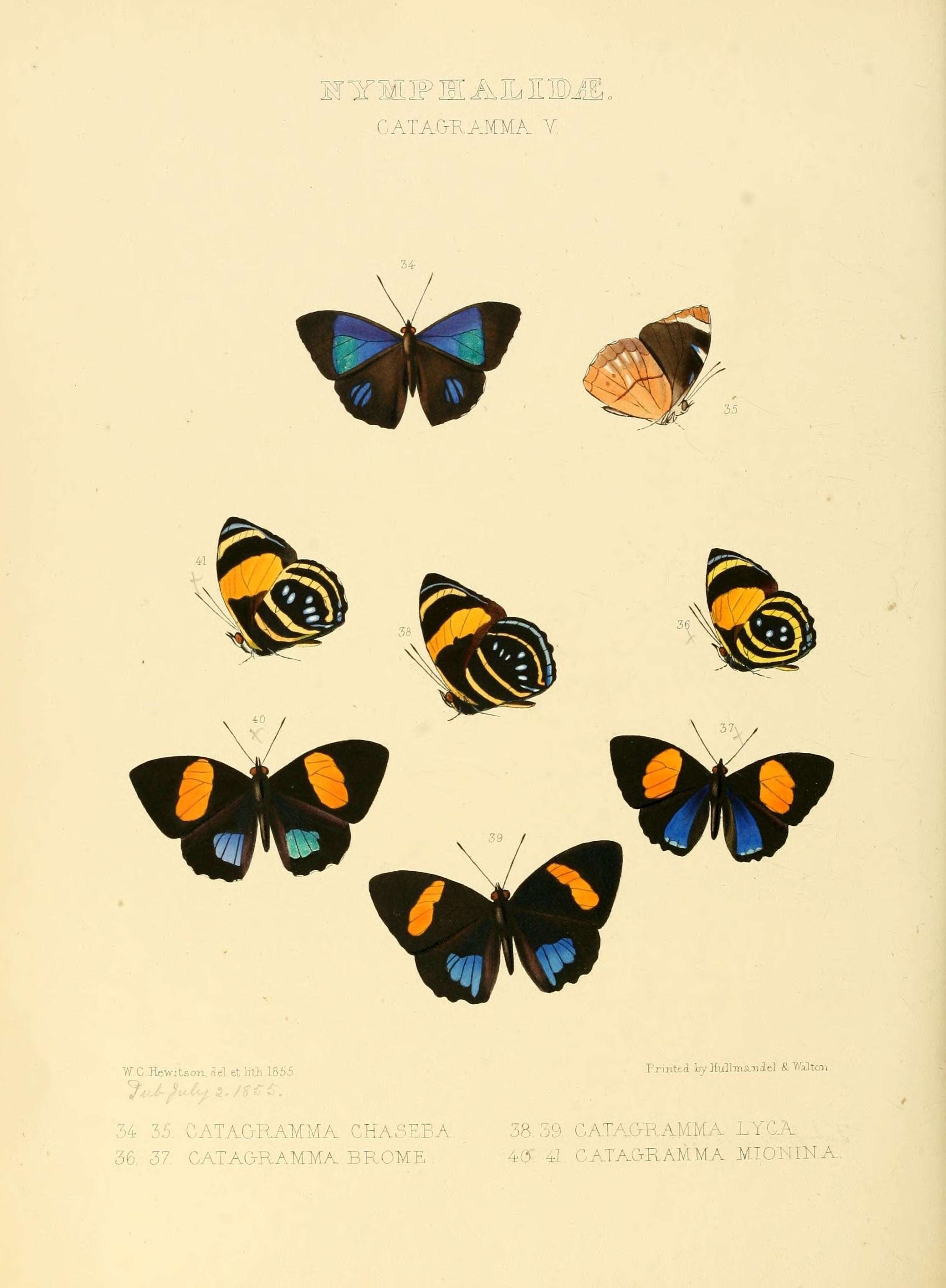 Image de Perisama chaseba Hewitson 1855