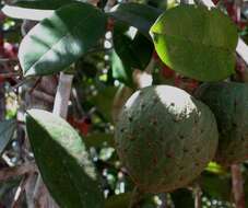 Image of Annona