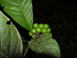 Image of Solanum rovirosanum J. D. Sm.