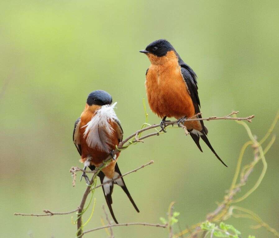 Image of Cape Swallow