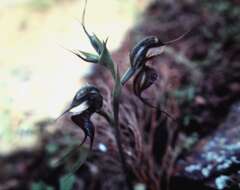 Image of Pterostylis arenicola M. A. Clem. & J. Stewart