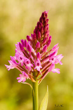 صورة Anacamptis pyramidalis (L.) Rich.