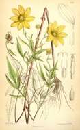 صورة Bidens aristosa (Michx.) Britt.