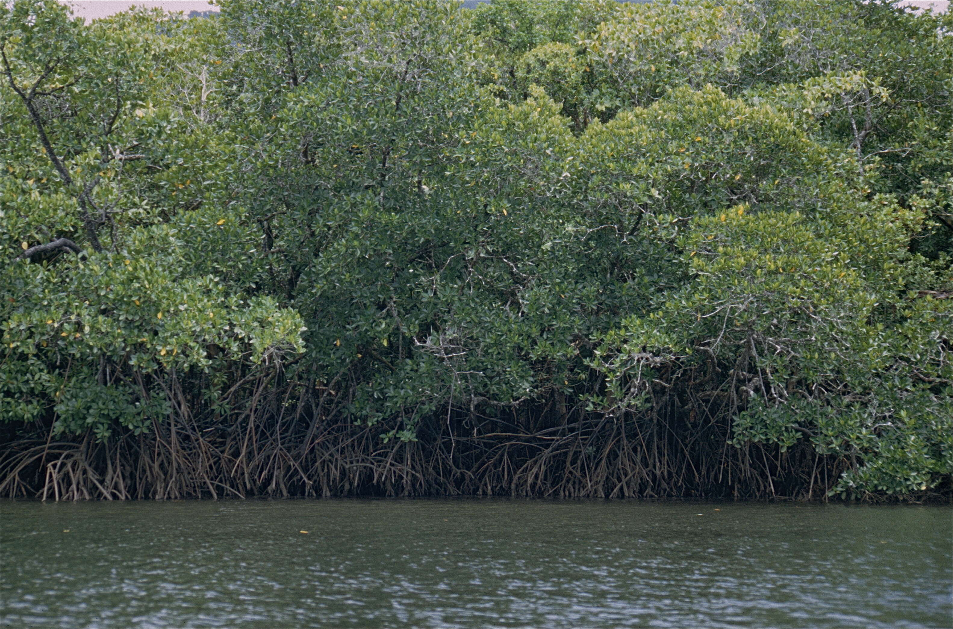 Image of mangrove