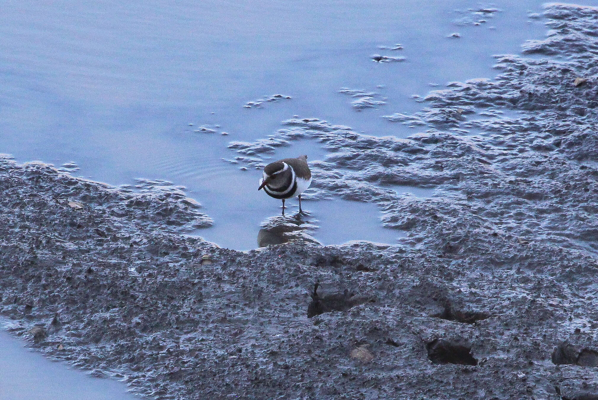 Image of African Three-banded Plover