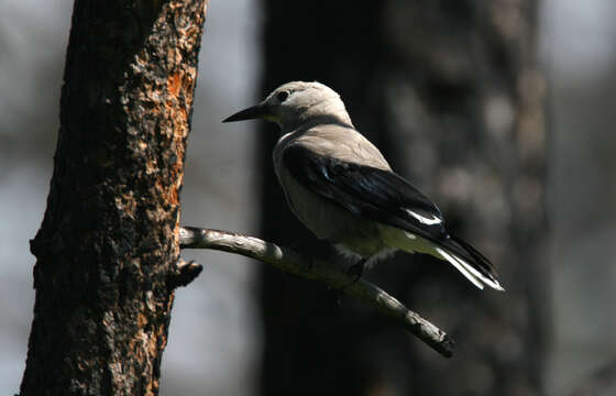 Image of Clark's Nutcracker