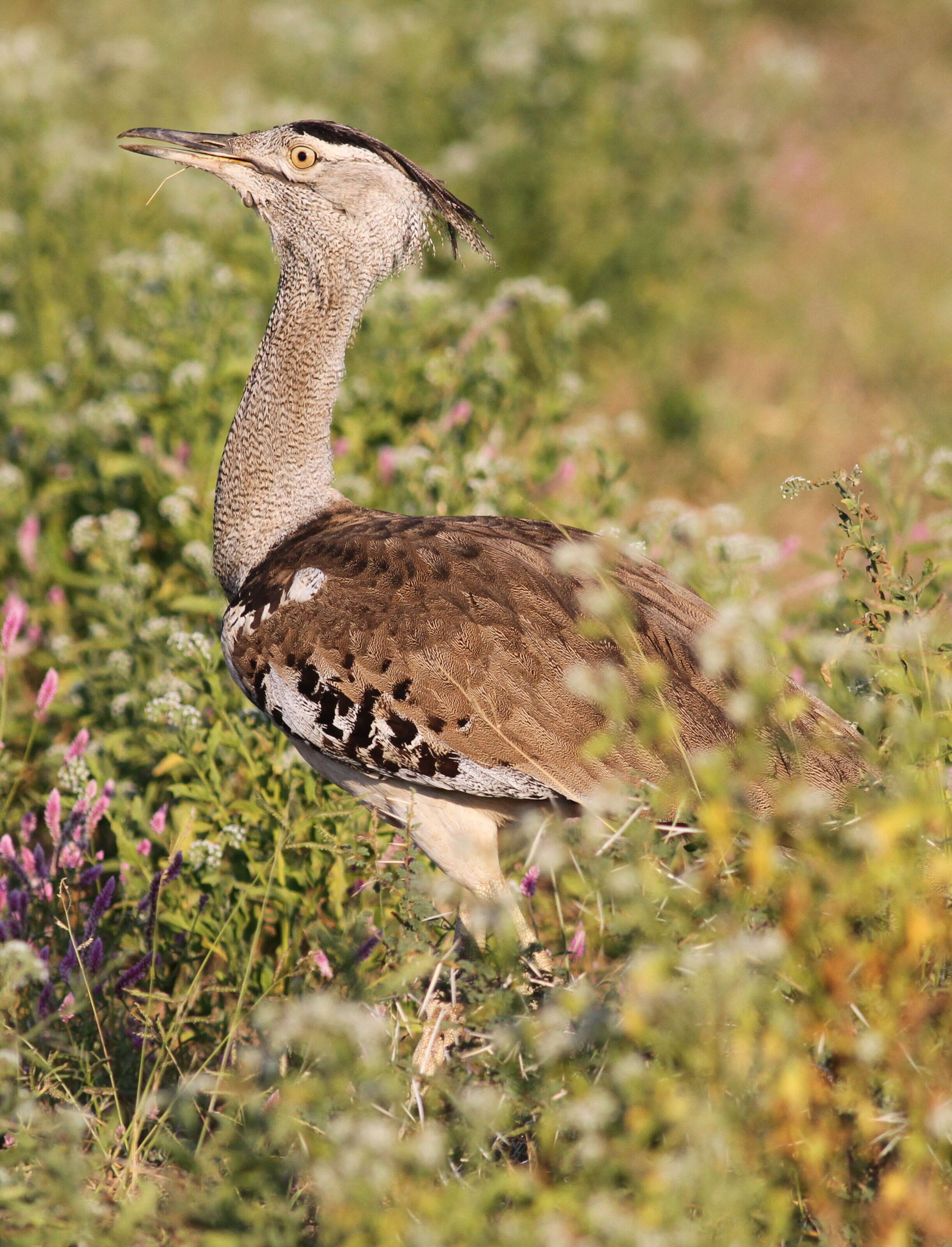 Image of Kori Bustard