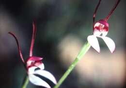 Image of Leptoceras menziesii (R. Br.) Lindl.