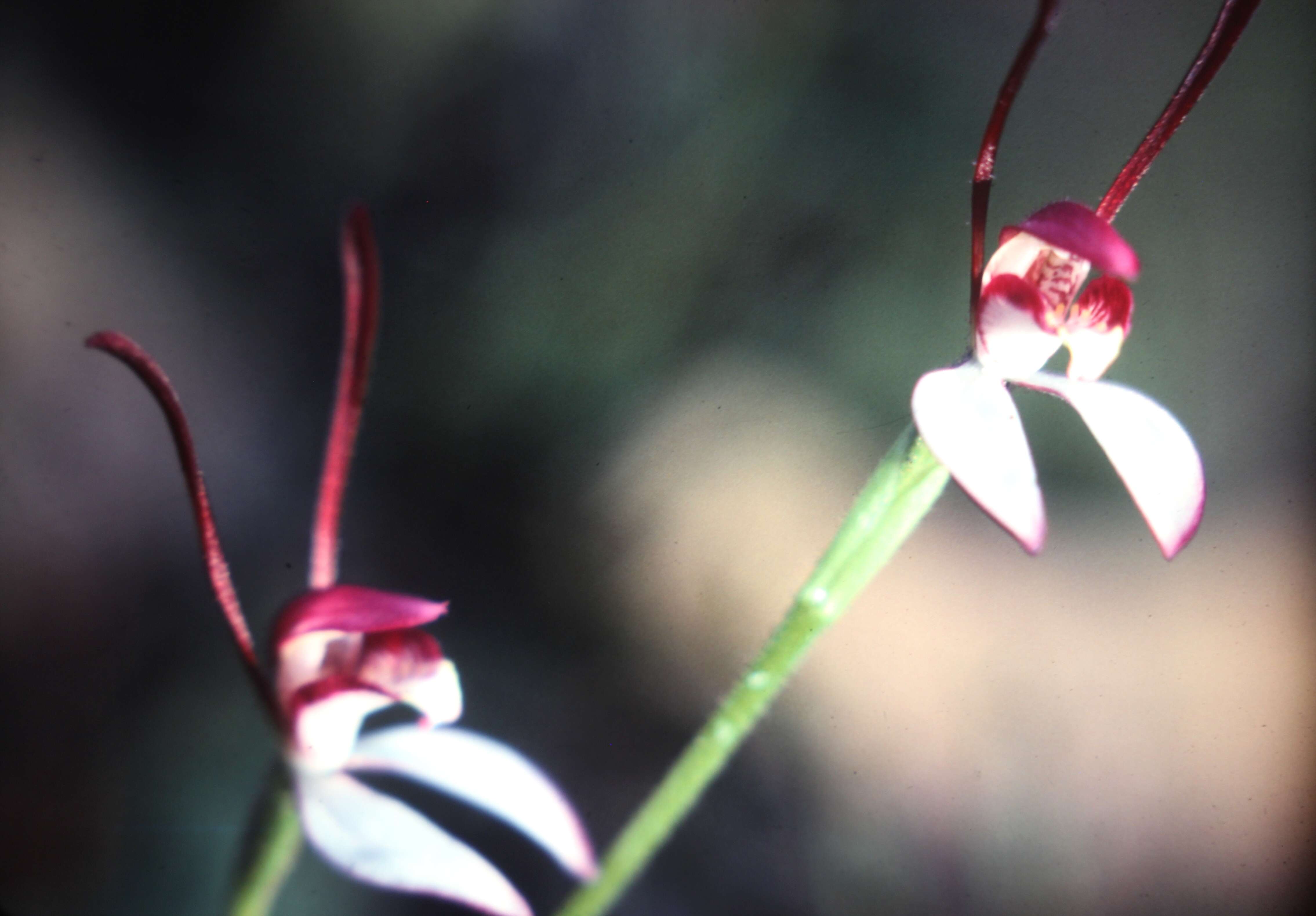 Image of Rabbit orchid