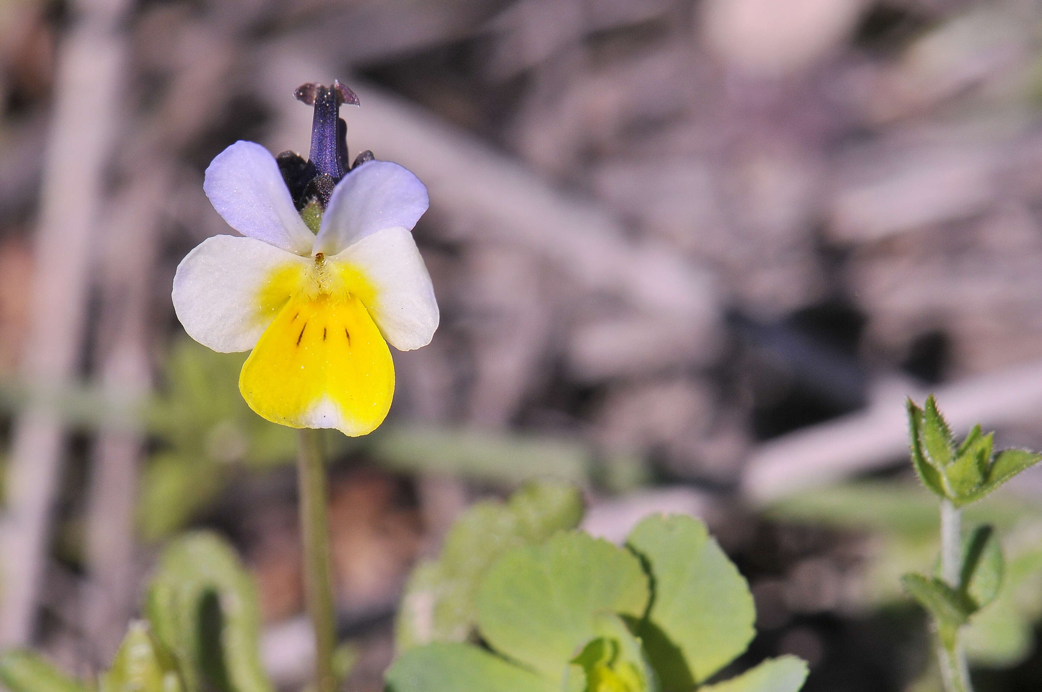 Image of Dwarf Pansy