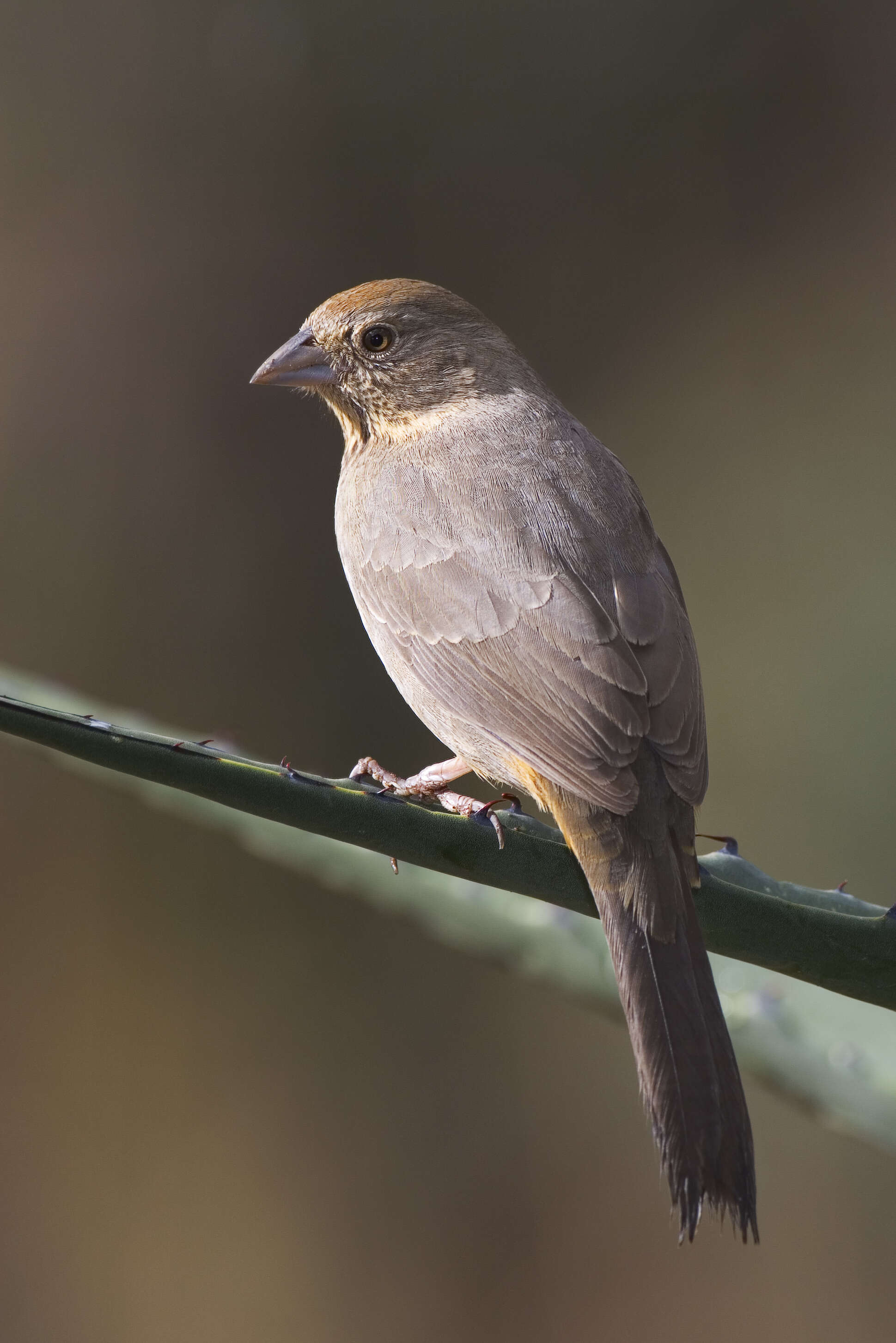 Image of Pipilo fuscus