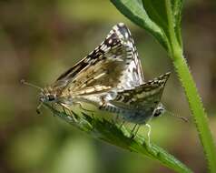 Image of Common Checkered Skipper