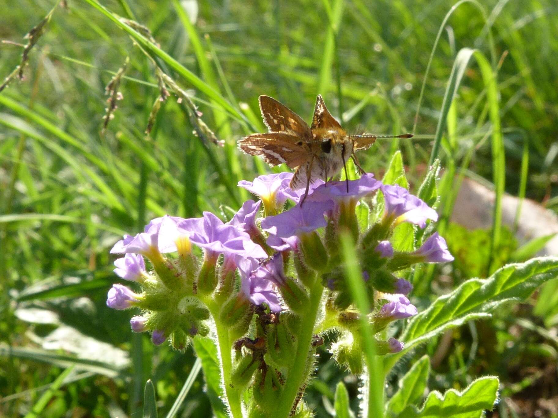 Image of Taractrocera